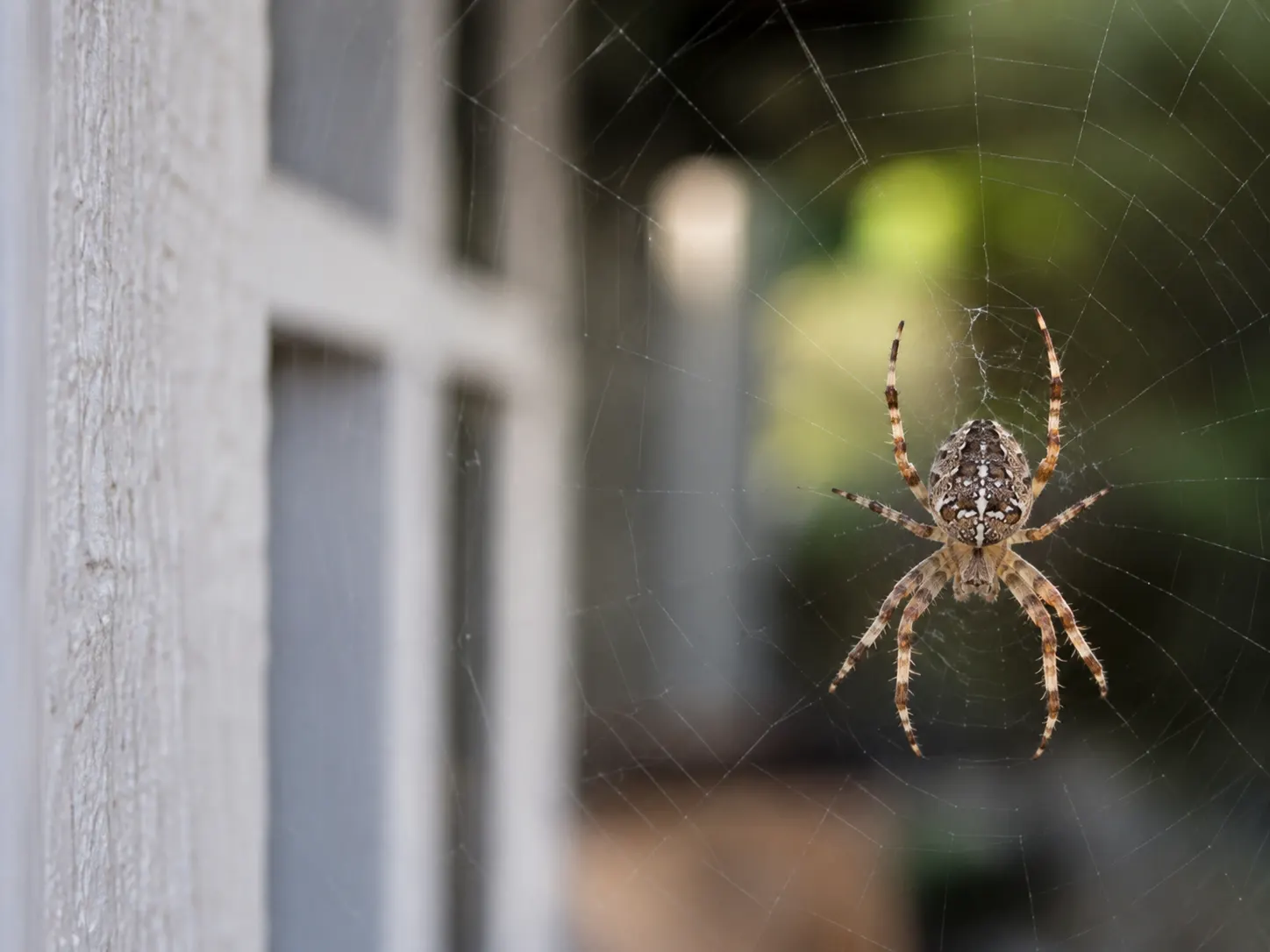 Macro photograph of a spider